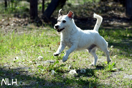 110612 eppu.jpg - Eppu on the run